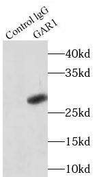 NOLA1 Antibody - BSA Free