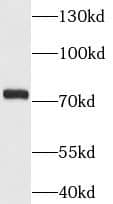 MCM3AP Antibody - BSA Free