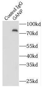 MCM3AP Antibody - BSA Free