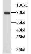 Gigaxonin Antibody - BSA Free