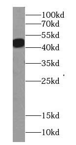 Actin Gamma 1 Antibody - BSA Free