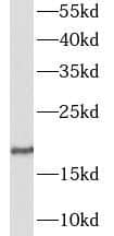 GALP Antibody - BSA Free
