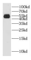 GAL3ST1 Antibody - BSA Free