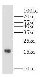 GAGE1 Antibody - BSA Free