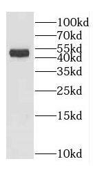GADL1 Antibody - BSA Free