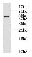 GABA-A R gamma 1 Antibody - BSA Free