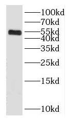 GABA-AR alpha 3 Antibody - BSA Free