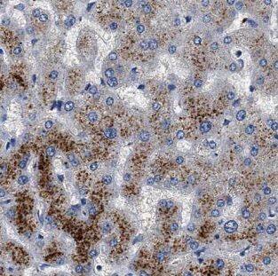 G6PC3 Antibody - BSA Free