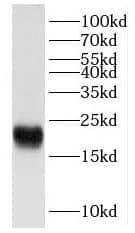 FXYD6 Antibody - BSA Free