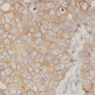 FXYD3 Antibody - BSA Free