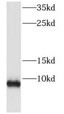FXYD3 Antibody - BSA Free