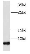 FXYD2 Antibody - BSA Free