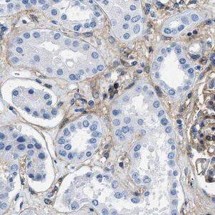 FUK Antibody - BSA Free