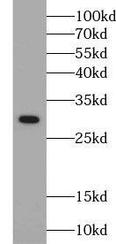 FTSJ2 Antibody - BSA Free