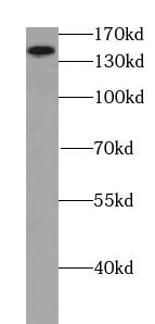 Atad5 Antibody - BSA Free