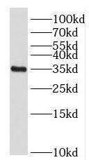 FOXS1 Antibody - BSA Free