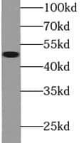 FMO2 Antibody - BSA Free