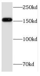 FMN1 Antibody - BSA Free