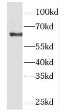 FKBP9 Antibody - BSA Free