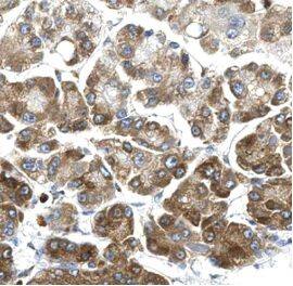 FJX1 Antibody - BSA Free