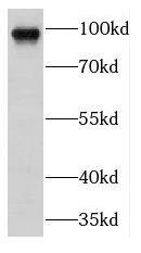 Filensin Antibody - BSA Free