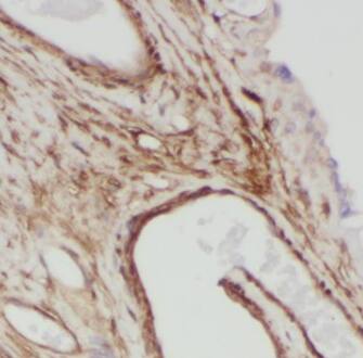 Fibrillin 2 Antibody - BSA Free