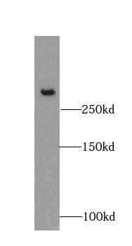 Fibrillin 2 Antibody - BSA Free