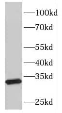 FHL5 Antibody - BSA Free