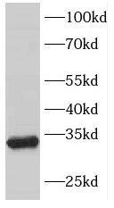 FHL3 Antibody - BSA Free