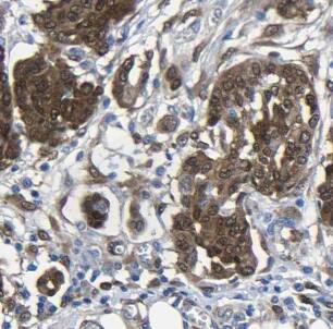 FHL3 Antibody - BSA Free