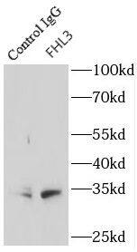 FHL3 Antibody - BSA Free