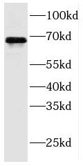 FDXACB1 Antibody - BSA Free