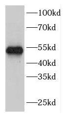 FBXW2 Antibody - BSA Free