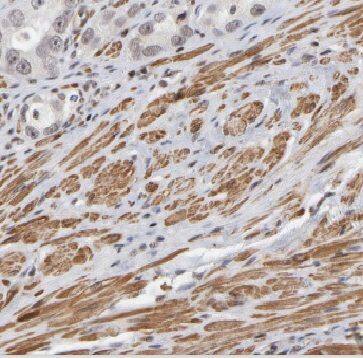 FBX09 Antibody - BSA Free