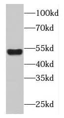 FBX09 Antibody - BSA Free