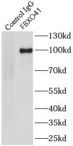 FBXO41 Antibody - BSA Free