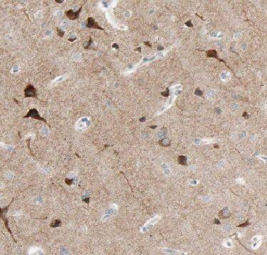 FBXO2 Antibody - BSA Free