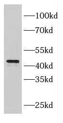 Fbl14 Antibody - BSA Free