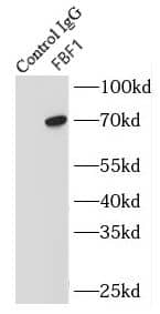 FBF1 Antibody - BSA Free
