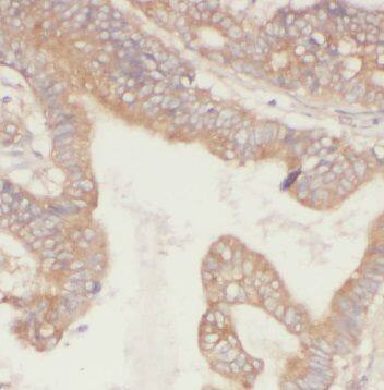 FBF1 Antibody - BSA Free