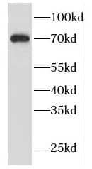 FBF1 Antibody - BSA Free
