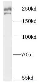 FANCM Antibody - BSA Free