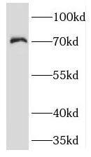 Kv1.2 Antibody - BSA Free