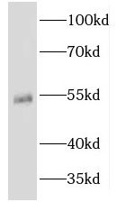 KRT81 Antibody - BSA Free