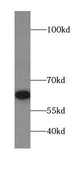 ZNF426 Antibody - BSA Free