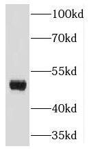 Kaptin Antibody - BSA Free