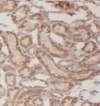 Kaptin Antibody - BSA Free