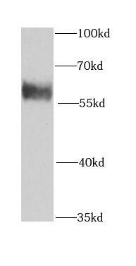 KPNA6 Antibody - BSA Free