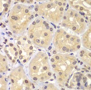 KPNA6 Antibody - BSA Free