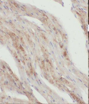 KLHL35 Antibody - BSA Free